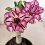 ENXERTO 12215 – 20cm (cor LM 149)