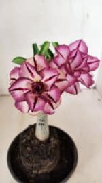 ENXERTO 12215 – 20cm (cor LM 149)