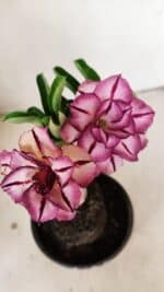 ENXERTO 12215 – 20cm (cor LM 149) - Imagem 4