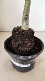 ENXERTO 12215 – 20cm (cor LM 149) - Imagem 7