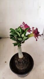 ENXERTO 12215 – 20cm (cor LM 149) - Imagem 6