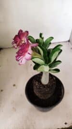 ENXERTO 12215 – 20cm (cor LM 149) - Imagem 5