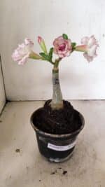 ENXERTO 12216 – 20cm (cor LM 543) - Imagem 2