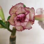 ENXERTO 12216 – 20cm (cor LM 543)