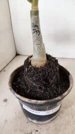 ENXERTO 12216 – 20cm (cor LM 543) - Imagem 8