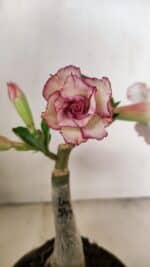 ENXERTO 12216 – 20cm (cor LM 543) - Imagem 4