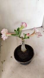 ENXERTO 12216 – 20cm (cor LM 543) - Imagem 5