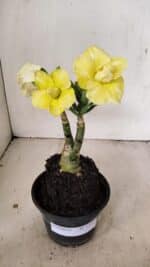 ENXERTO 12217 – 20cm (cor LM 490) - Imagem 2