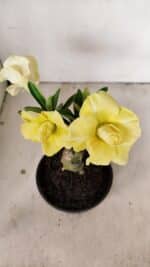 ENXERTO 12217 – 20cm (cor LM 490) - Imagem 8