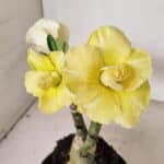 ENXERTO 12217 – 20cm (cor LM 490)