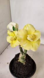 ENXERTO 12217 – 20cm (cor LM 490)