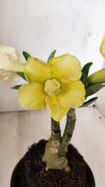 ENXERTO 12217 – 20cm (cor LM 490) - Imagem 3