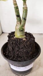 ENXERTO 12217 – 20cm (cor LM 490) - Imagem 6