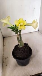 ENXERTO 12217 – 20cm (cor LM 490) - Imagem 5