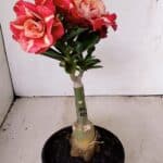 ENXERTO 12218 – 20cm (cor LM 725)