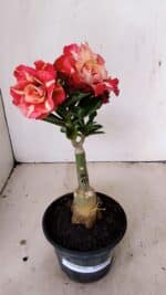 ENXERTO 12218 – 20cm (cor LM 725)