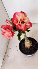 ENXERTO 12218 – 20cm (cor LM 725) - Imagem 4