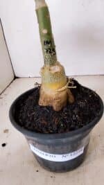 ENXERTO 12218 – 20cm (cor LM 725) - Imagem 6