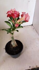 ENXERTO 12218 – 20cm (cor LM 725) - Imagem 5