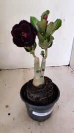 ENXERTO 12219 – 20cm (cor LM 663)