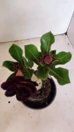 ENXERTO 12219 – 20cm (cor LM 663) - Imagem 5