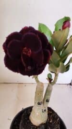 ENXERTO 12219 – 20cm (cor LM 663) - Imagem 3