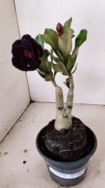 ENXERTO 12219 – 20cm (cor LM 663) - Imagem 4