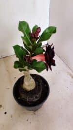 ENXERTO 12219 – 20cm (cor LM 663) - Imagem 7