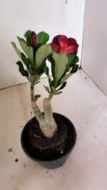 ENXERTO 12219 – 20cm (cor LM 663) - Imagem 6