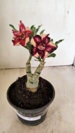 ENXERTO 12221 – 20cm (cor LM 1005) - Imagem 2