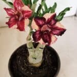 ENXERTO 12221 – 20cm (cor LM 1005)