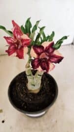 ENXERTO 12221 – 20cm (cor LM 1005)