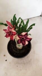 ENXERTO 12221 – 20cm (cor LM 1005) - Imagem 4