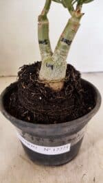 ENXERTO 12221 – 20cm (cor LM 1005) - Imagem 7