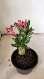 ENXERTO 12221 – 20cm (cor LM 1005) - Imagem 6