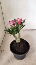 ENXERTO 12221 – 20cm (cor LM 1005) - Imagem 5