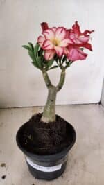 ENXERTO 12223 – 25cm (cor LM 914)