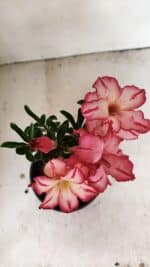 ENXERTO 12223 – 25cm (cor LM 914) - Imagem 4