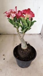 ENXERTO 12223 – 25cm (cor LM 914) - Imagem 6