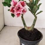 ENXERTO 12225 – 20cm (cor LM 964)