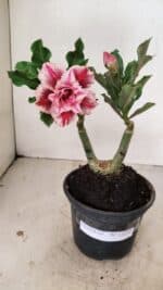 ENXERTO 12225 – 20cm (cor LM 964)