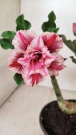 ENXERTO 12225 – 20cm (cor LM 964) - Imagem 3