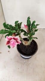 ENXERTO 12225 – 20cm (cor LM 964) - Imagem 5