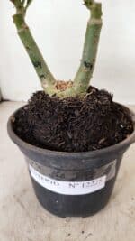 ENXERTO 12225 – 20cm (cor LM 964) - Imagem 8