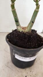 ENXERTO 12225 – 20cm (cor LM 964) - Imagem 7