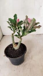 ENXERTO 12225 – 20cm (cor LM 964) - Imagem 6