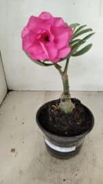 ENXERTO 12227 – 20cm (cor LM 04) - Imagem 2