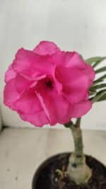 ENXERTO 12227 – 20cm (cor LM 04)