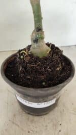 ENXERTO 12227 – 20cm (cor LM 04) - Imagem 7