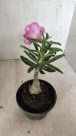 ENXERTO 12227 – 20cm (cor LM 04) - Imagem 6